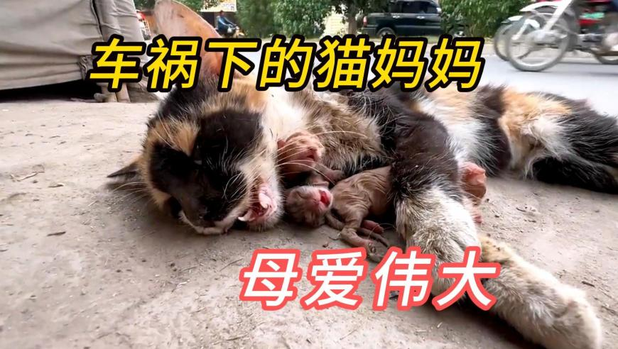 惠泽社群澳门正版资料免费大全,大V：美国知道自己赢不了贸易战,广泛的解释落实支持计划_入门版V2.78