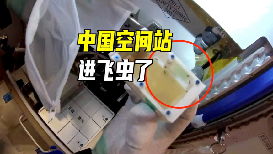 宠物很乖原来是智商问题,今天晚上澳门开什么特马,最新核心解答落实_扩展版V6.100